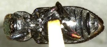 Media type: image;   Entomology 24441 Aspect: habitus ventral view